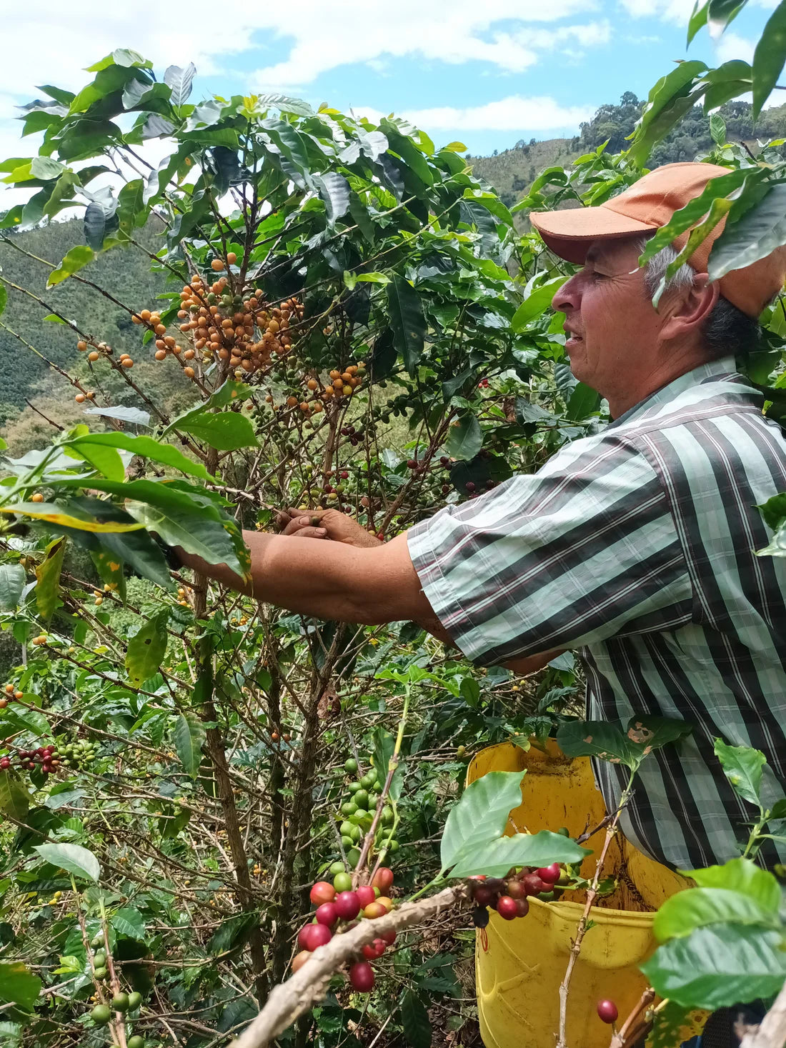 The Decaf Project: A Brio x James Hoffmann Tasting Kit