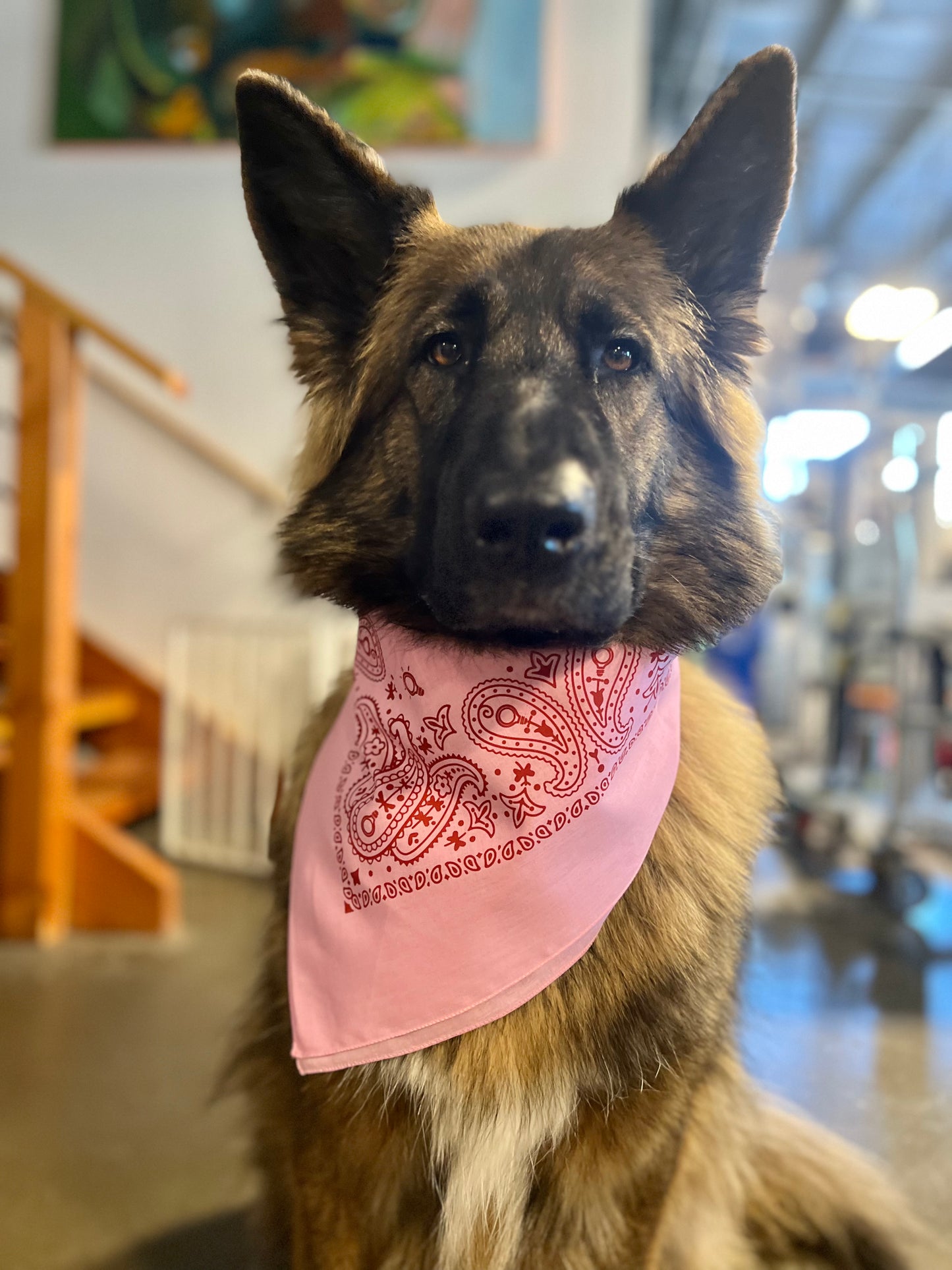 Brio Bandana