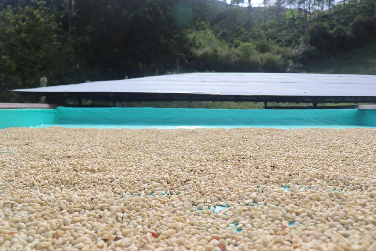 Colombia Finca Santa Ana - 12 oz.
