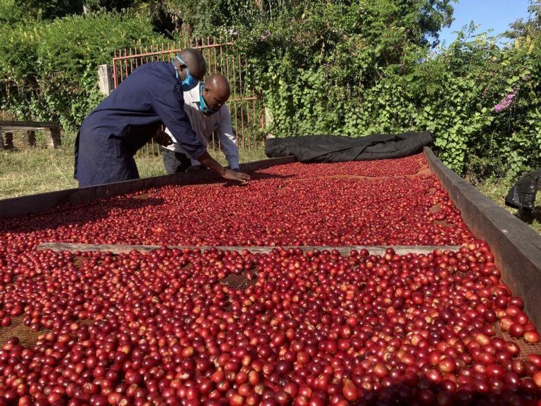 Kenya Muinami Estate