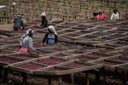 Ethiopia Konga