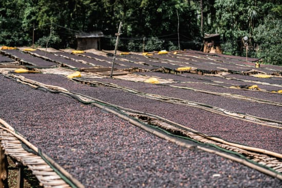 Ethiopia Konga