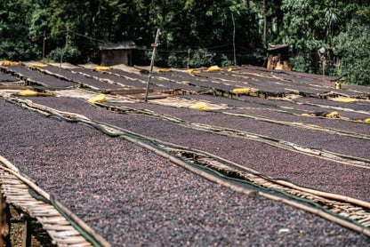 Ethiopia Konga