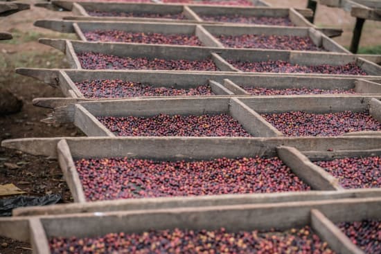 Ethiopia Konga