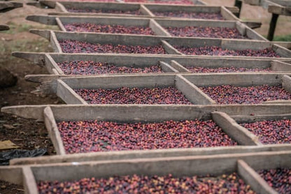 Ethiopia Konga