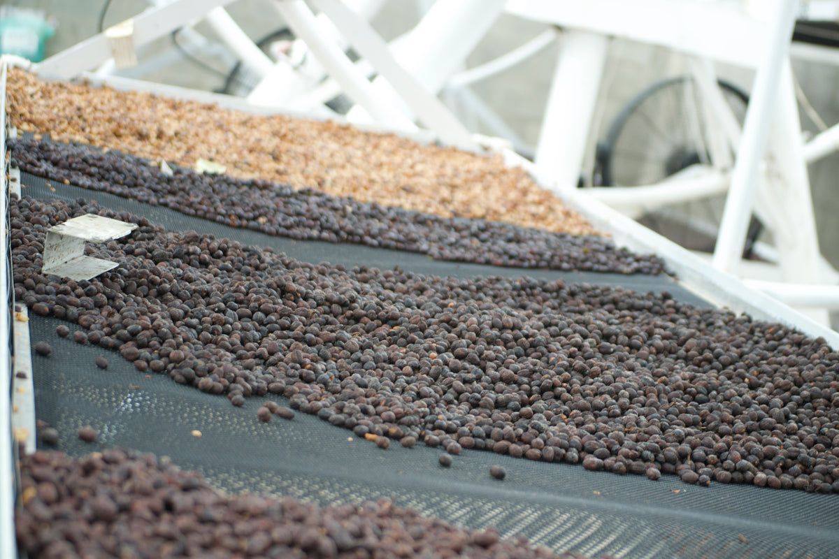 Colombia Inmaculada Farms Gesha - 8 oz