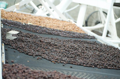 Colombia Inmaculada Farms Gesha - 8 oz