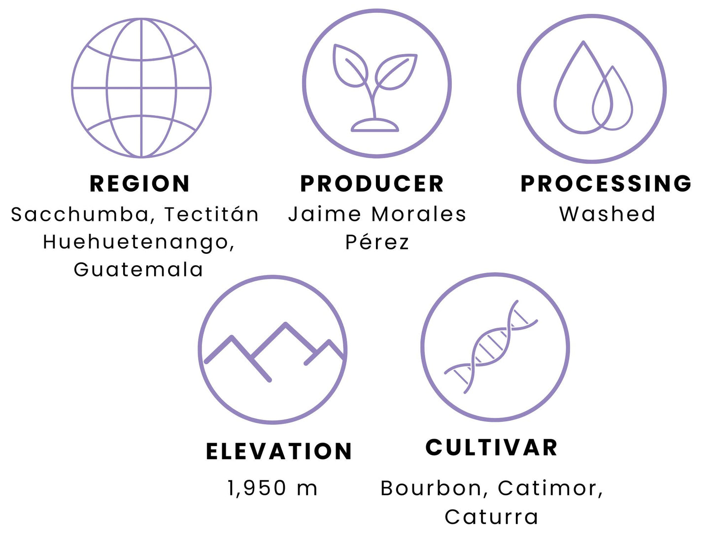 Guatemala Finca El Tarro- 12 oz.