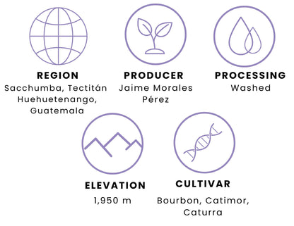 Guatemala Finca El Tarro- 12 oz.