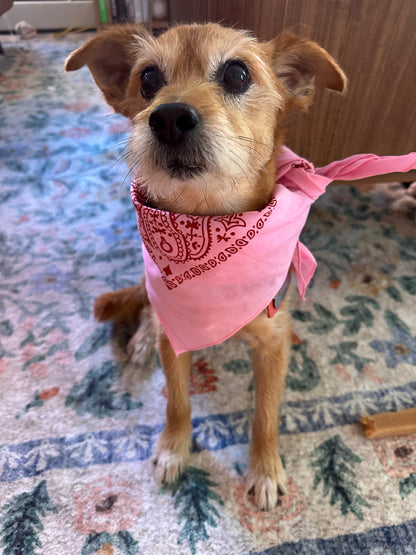 Brio Bandana