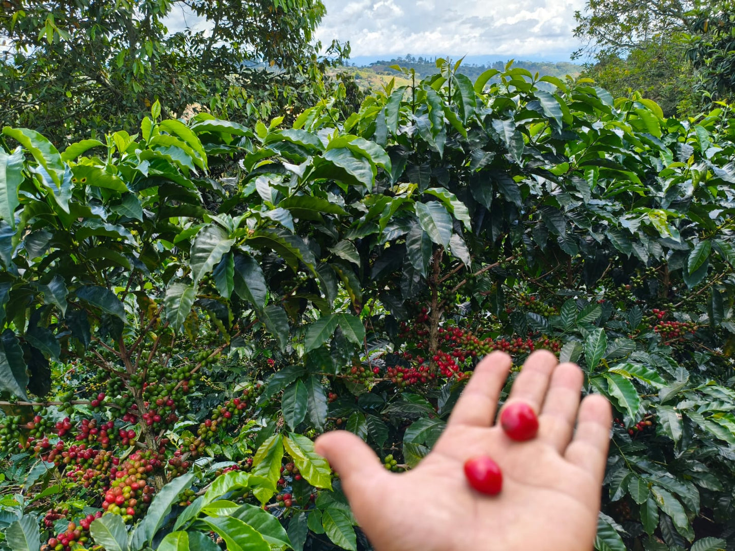 Best of Cauca 2025 - Ana Milena Morera Otero - 12 oz.