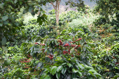 Colombia Inmaculada Farms Gesha - 8 oz
