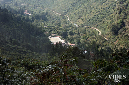 Guatemala Finca La Bolsa