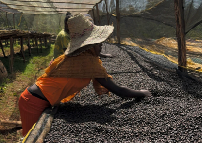 Ethiopia Worka Sakaro Natural - 12 oz.