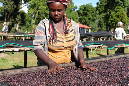 Ethiopia Sidama Ardi