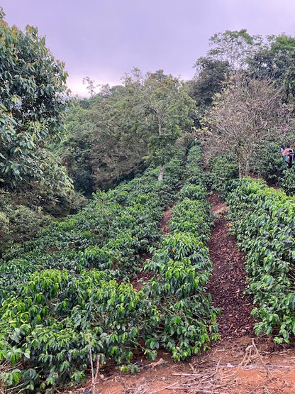 Best of Cauca 2025 - Ana Milena Morera Otero - 12 oz.