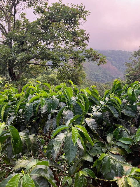 Best of Cauca 2025 - Ana Milena Morera Otero - 12 oz.