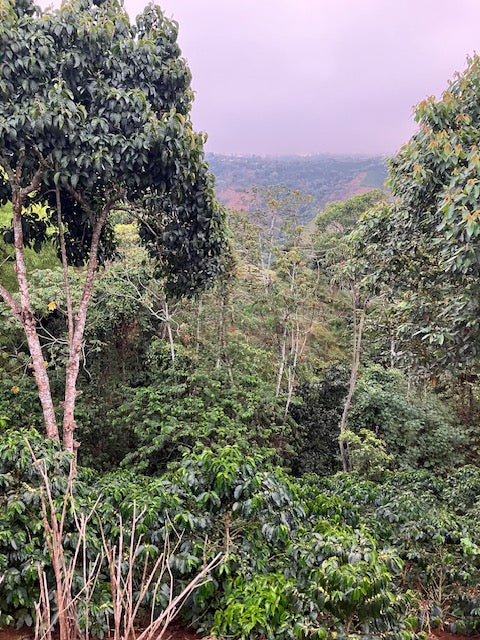 Best of Cauca 2025 - Ana Milena Morera Otero - 12 oz.