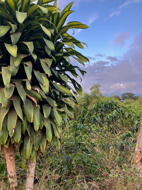 Best of Cauca 2025 - Ana Milena Morera Otero - 12 oz.