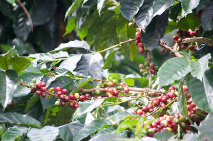 Colombia Inmaculada Farms Gesha - 8 oz