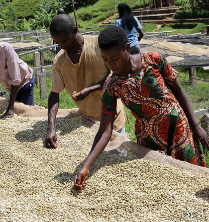 Burundi Incuti - 12 oz.