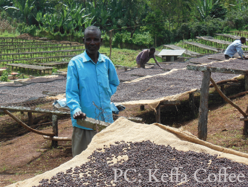 Ethiopia Sidama Ardi - 12 oz.