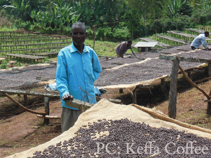 Ethiopia Sidama Ardi - 12 oz.