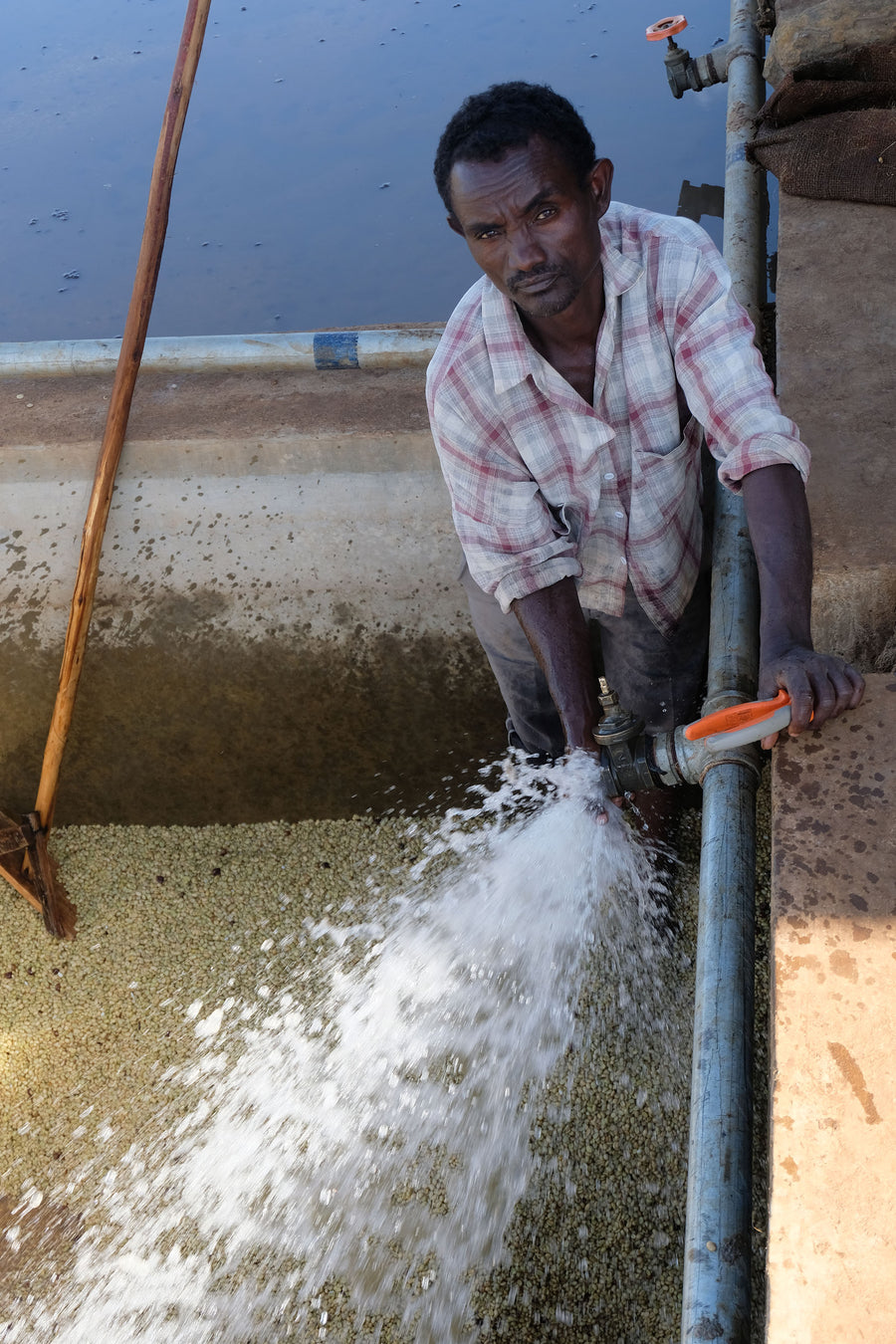 Ethiopia Kochere - 12 oz.