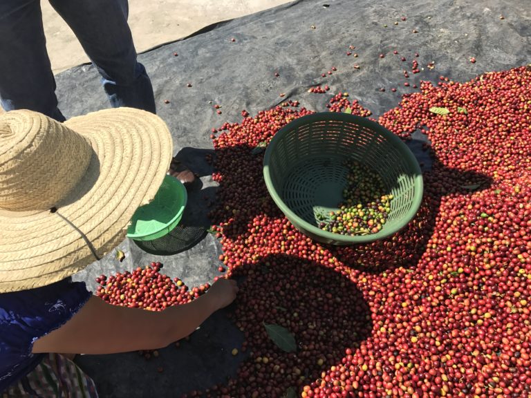 Guatemala La Voz - 12 oz.