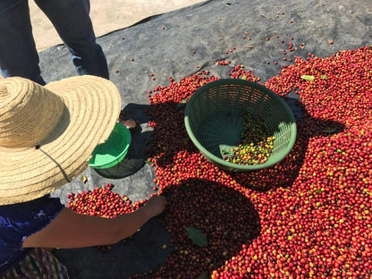 Guatemala La Voz - 12 oz.